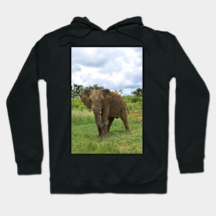 Wild Elephant in Africa Hoodie